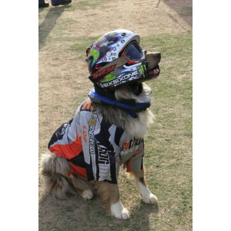 11 Athletic Costumes So Your Dog Can Score Some Major Halloween Points - BarkPost Sporty Dog, Biker Dog, Dirt Bike Gear, Motocross Love, Cool Dirt Bikes, Image Moto, Harley Motorcycle, Cycle Chic, Dog Costumes