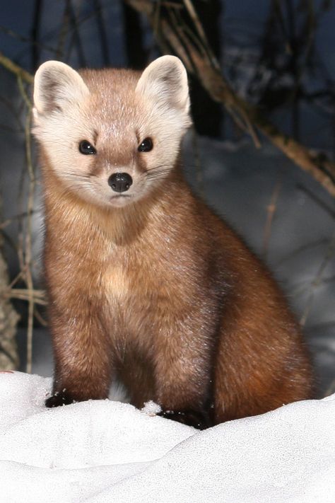 Martens Animal, Marten Animal, Sable Animal, Canada Animals, Predatory Animals, Pine Martens, Animal Poses, Adorable Baby Animals, Pine Marten