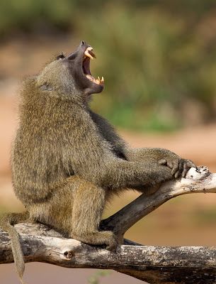 Olive Baboon yawning Olive Baboon, Mandrill, Monkey Business, Baboon, Kids Books, Noahs Ark, Side Profile, Primates, Small Group