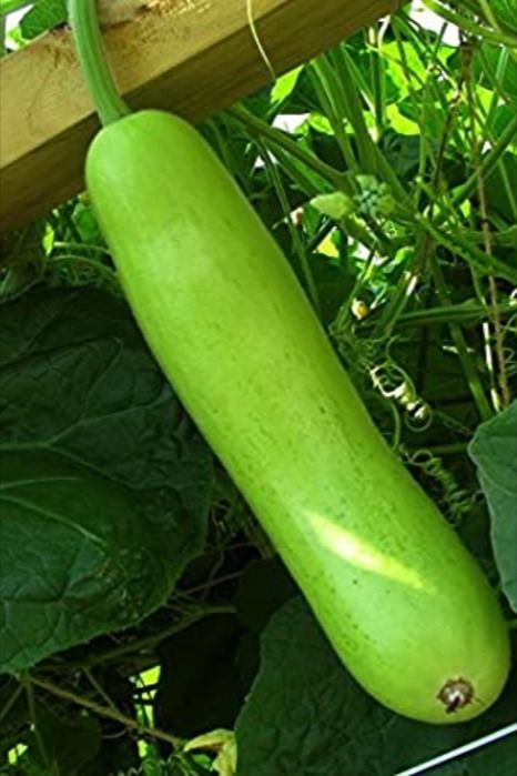 Benefits of eating Bottle Opo Squash, Calabash Gourd, Bottle Gourd, Asian Vegetables, Vanuatu, Turks And Caicos, Caicos Islands, Indian Ocean, Turks And Caicos Islands