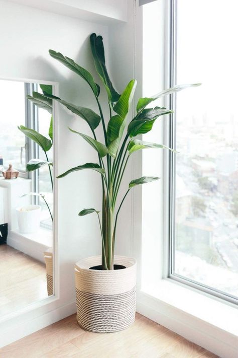 80 Ingenious Indoor Plant Decor Ideas with Tips - Cozy Home 101 Floor Plants Decor, Apartment Therapy Bedroom, Birds Of Paradise Plant, Low Maintenance Indoor Plants, Paradise Plant, نباتات منزلية, Bed Platform, Living Room Plants, Floor Plants