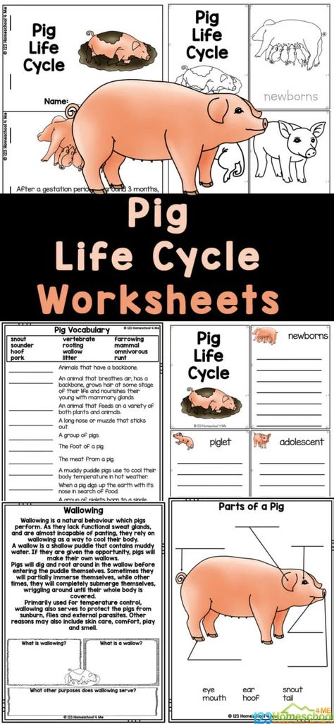 Do you live on a farm or have you been to visit one?  Pigs are such fascinating creatures and are extremely useful to humans. Learn about pig life cycle, then you will love these fun and free pig worksheets. Simply print these pig printables to read and learn about life cycles for kids with first grade, 2nd grade, 3rd grade, 4th grade, 5th grade, and 6th grade students. Use these for a farm theme, life cycles theme, extra seat work, summer learning, and more! Animal Life Cycles 2nd Grade, Pig Science Preschool, Life Cycles Printable Free, Farm Curriculum, Animals On A Farm, Farm Science, Worksheets For Elementary Students, Fish Life Cycle, Plant Life Cycle Worksheet