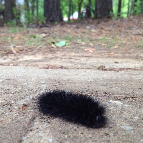 Our very own two-inch long fuzzy caterpillar. Fluffy Caterpillar, Black Caterpillar, Fuzzy Caterpillar, Wax Jewelry, Lost Wax Jewelry, Amazing Insects, Water Animals, Lost Wax, Mother Earth