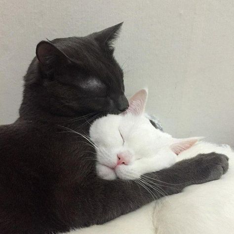 Black And White Cat, Cat Person, Cat Aesthetic, Pretty Cats, Cute Little Animals, Beautiful Cats, 귀여운 동물, Baby Cats