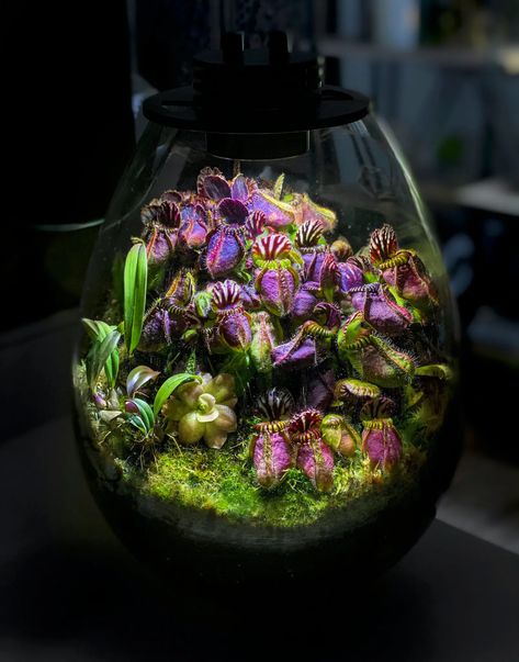 Pitcher Plant Terrarium, Carnivorous Plants Terrarium, Tropical Terrariums, Build A Terrarium, Ficus Pumila, Bog Garden, Miniature Orchids, Beautiful Terrariums, Mini Terrarium