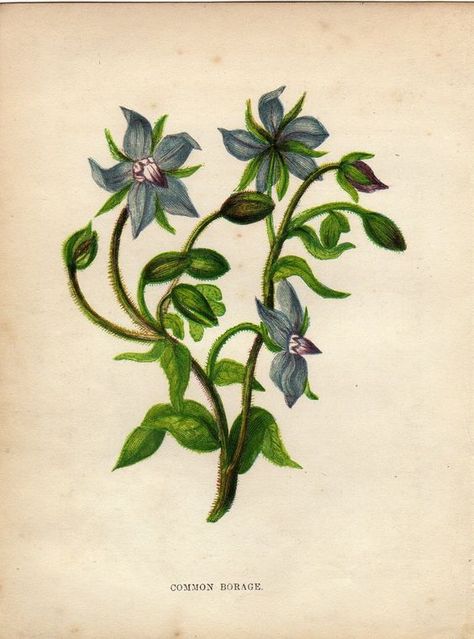 Borage Flower, Wild Foraging, Flowers London, Life Artwork, Antique Botanical Print, Visual Search, Vintage Botanical Prints, Botanical Drawings, Plant Illustration