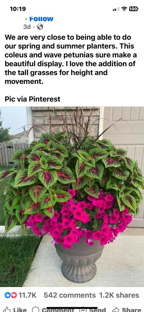 Oak Nursery, Petunia Planter, Summer Pots, Wave Petunias, Willow Oak, Summer Planter, Petunia Flower, Flower Garden Ideas, Gardening Planting