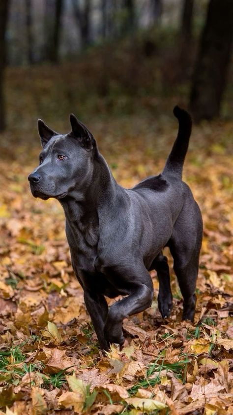 Thai Ridgeback Dog, Laizhou Hong, Dog Oc, Thai Ridgeback, Smartest Dog Breeds, Rare Dogs, Rare Dog Breeds, Hairless Dog, Big Dog Breeds