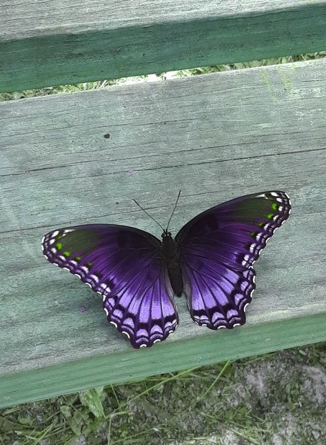 Butterfly Core Aesthetic, Butterfly Purple Aesthetic, Butterflys Asethic, Olivia Rodrigo Butterfly, Mariposas Aesthetic, Purple Butterfly Aesthetic, Butterflies Aesthetic Purple, Aesthetic Purple Butterfly, Butterfly Esthetics