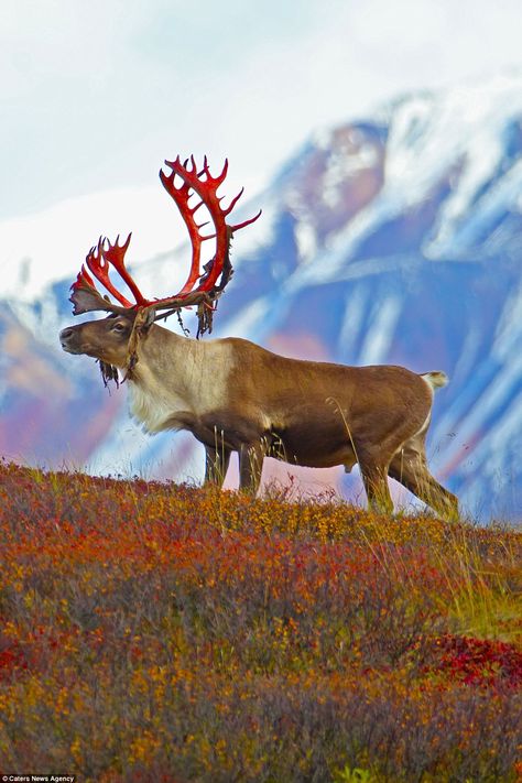 Deer Photography, Animal Anime, Alaska Wildlife, Wild Animals Photography, Aesthetic Animals, Tattoo Animal, Animals Photography, Animal Print Wallpaper, Deer Art