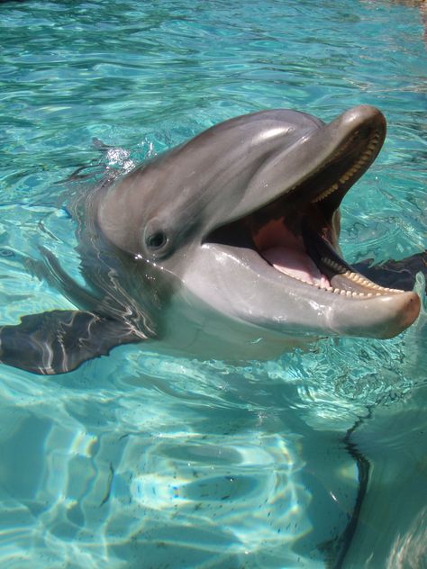 Close encounter with a dolphin at Sea World, Orlando, Florida Sea World Florida, Florida Dolphins, Ocean Aesthetic Dolphin, Beach Aesthetic Dolphin, Dolphin Encounter, Hawaii Swimming With Dolphins, Naples Florida, Close Encounters, Sea World