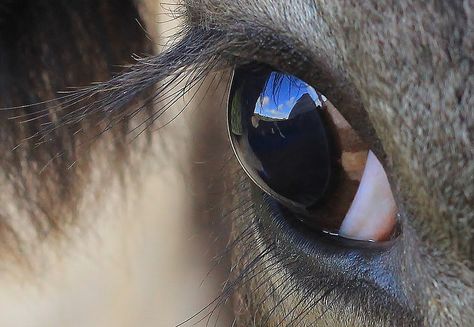 "Cows Eye (7)" by  Richard Collier Cow Face Reference, Cow Eyes Painting, Cow Close Up Drawing, Animal Eye Close Up, Ranch Inspiration, Cow Eyes, Nguni Cattle, Horse Eye Photography, Highland Cow Painting