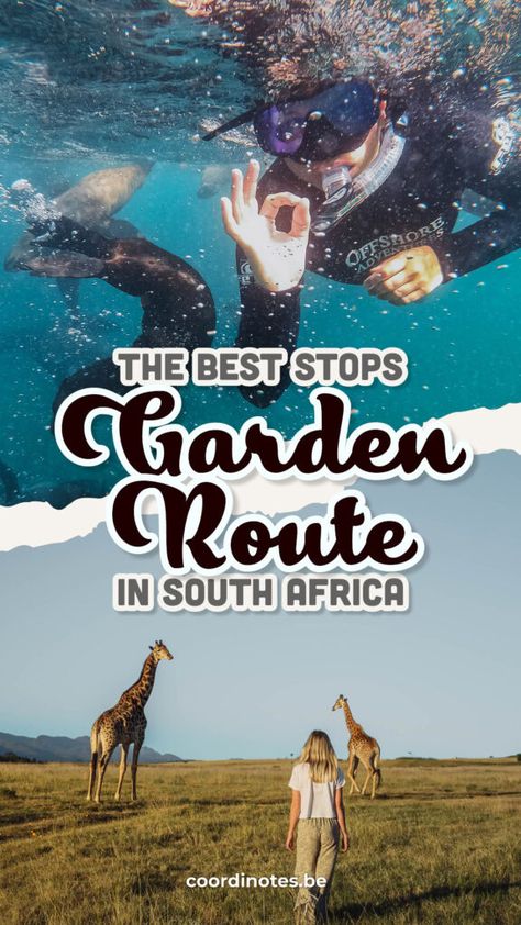 Our pin cover for our guide to the best stops along the Garden Route with on top Cédric snorkeling with seals and at the bottom Sarah walking towards two giraffes. The Garden Route South Africa, Garden Route South Africa, South Africa Travel, Garden Route, Africa Travel, The Garden, Travel Blog, South Africa, Travel Guide