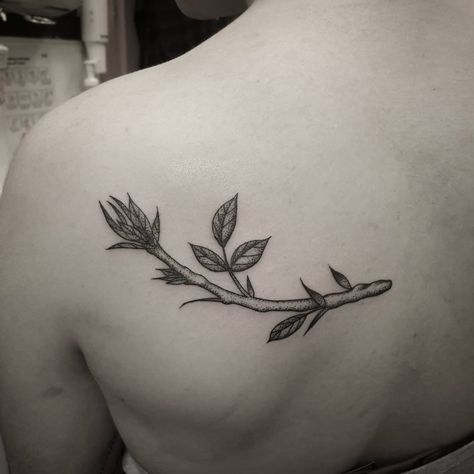 Eleanor Savage on Instagram: “Ash branch for Nor's first tattoo! Thank you lovely! 😊🌿” Ash Leaf Tattoo, Ash Tree Tattoo, Ash Tattoo, Ash Leaf, Branch Tattoo, Plant Tattoo, Ash Tree, Tree Tattoo, First Tattoo