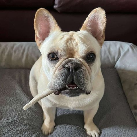 12 Different Types Of French Bulldogs 2024 With PICTURES! Blonde French Bulldog, French Bulldogs, Cream French Bulldog, French Bulldog For Sale, Brindle French Bulldog, French Bulldog Names, French Bulldog Pictures, French Bull, French Bulldog