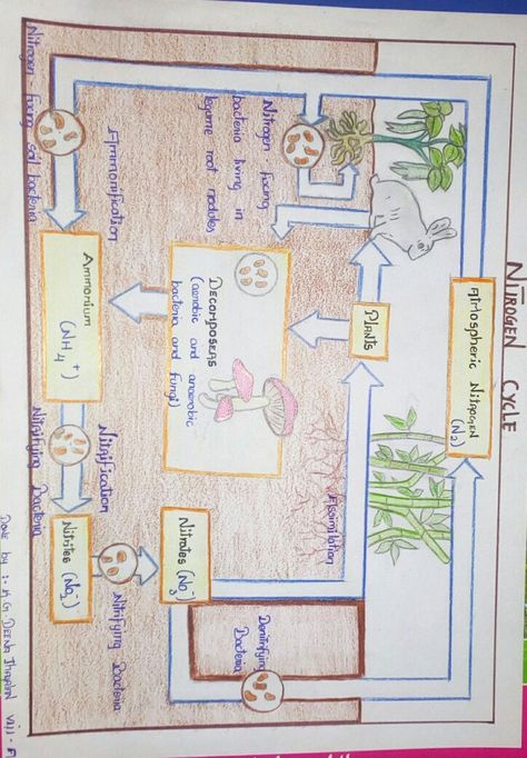 Nitrogen Cycle Project, High School Earth Science, Human Body Systems Projects, Nutrition In Plants, Cycle Drawing, Cycle For Kids, Science Chart, Nitrogen Cycle, Biology Projects