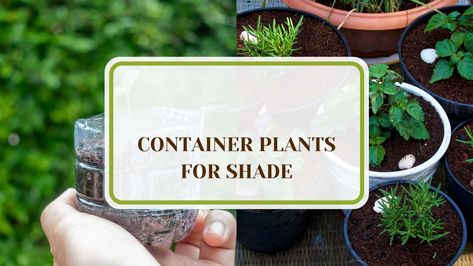 Discover the best container plants perfect for shade and low light gardens. This selection includes perennials, annuals, and foliage plants that bring vibrant color and texture to your outdoor spaces, even in the shadiest spots. Find out how these plants can thrive without direct sunlight, making them ideal for patios, balconies, or any area lacking bright light. Transform your garden with these versatile and eye-catching options. Container Plants For Shade, Best Container Plants, Shade Plants Container, Plants For Shade, Licorice Plant, Persian Shield, Sweet Woodruff, Sweet Potato Vine, Scale Insects