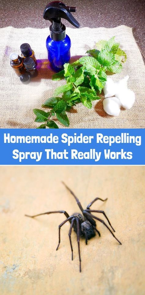 Homemade Spider Repelling Spray That Really Works Homemade Spider Spray, Spider Spray, Peppermint Spray, Diy Spider, Pest Repellent, Homemade Cleaning Supplies, Diy Pest Control, Homemade Cleaners, Diy Products