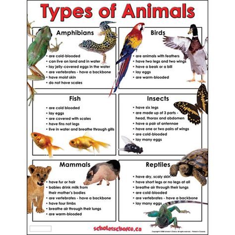 Animal Kingdom - Goal 4 General Characteristics Eukaryotic, multicellular organisms Heterotrophic (can’t make own food) No cell walls Cells organized into tissues, organs, and organ systems nerves,... Animals Chart, Classifying Animals, Vertebrates And Invertebrates, Animal Lessons, Julia Donaldson, Animal Classification, Animal Adaptations, Animal Worksheets, Animal Study