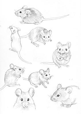 Mouse Watercolor Paintings, Drawing Mouse Cute, Small Mouse Drawing, Drawings Of Mice, Mouse Art Illustration, Small Animal Sketches, How To Draw A Mouse Step By Step, How To Draw Mouse, Mouse Drawing Reference