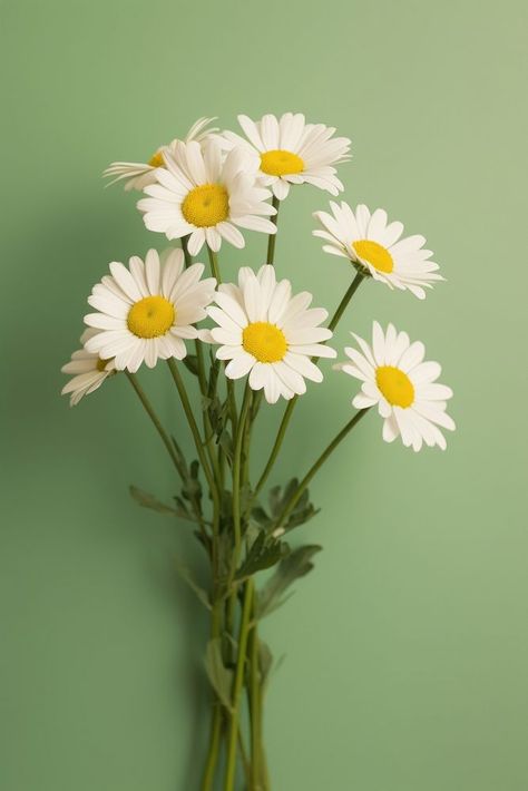 White daisy flower petal plant green.  | premium image by rawpixel.com / Minty Daisy Reference, Single White Flower, Spring Flatlay, Daisy Leaves, Daisy Photography, White Daisy Flower, 2024 Art, Daisy Art, Reference Art