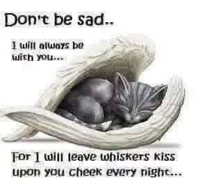 Gato Angel, Siouxsie Sioux, Cat Loss, Pet Remembrance, Angel Cat, Pet Sympathy, Cat Memorial, Cat Quotes, Animal Quotes