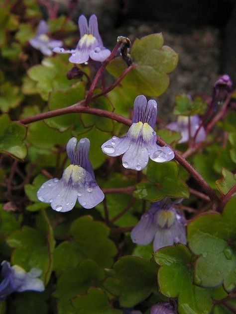 Ivy Leaved Toadflax (Cymbalaria muralis) Uk Wildflowers, Blue Perennials, Beautiful Kingdom, Foliage Photography, British Wildflowers, Flowers Scenery, Ivy Flower, British Wild Flowers, Country Cottage Garden