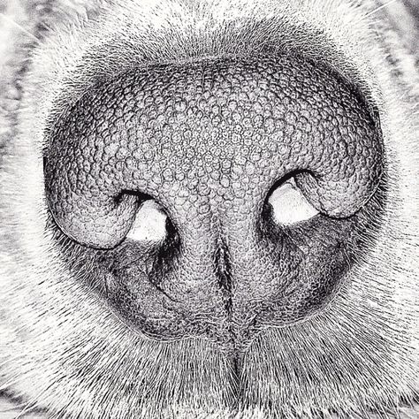 A macro drawing of a section of an animal.  Maybe draw a macro of section of their faces, similar to a self-portrait?  This is a good follow up to their 7th grade painting project (animal watercolor paintings). Dog Face Drawing, Dog Drawing Tutorial, Close Up Art, Animal Noses, Dog Portraits Painting, Dog Portraits Art, Pencil Drawings Of Animals, Ap Studio Art, Nose Drawing