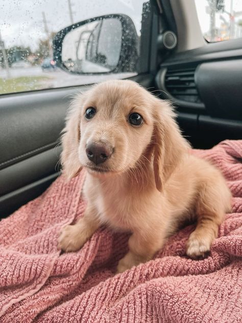 Miniature Dachshund Puppies, Daschund Puppies, Dachshund Puppy Long Haired, Long Haired Dachshund, Dream Dog, Very Cute Dogs, Cute Dog Pictures, Miniature Dachshund, Weenie Dogs