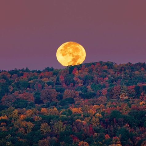 Lauren + Core + Aesthetic, Lauren Core, Tree Magic, Good Night Moon, Fall Feels, Beautiful Moon, + Core + Aesthetic, Autumn Landscape, Autumn Aesthetic