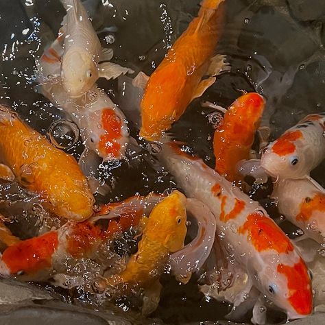 Orange Koi, Orange Icons:), Pretty Images, Koi Pond, Marine Animals, Koi Fish, Goldfish, Marine Life, About Me