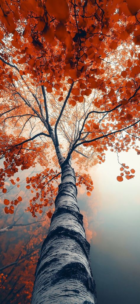 Outdoor Wallpaper Iphone, Fall Trees Wallpaper, Autumn Wallpaper Hd, Tree Background, Wallpaper Samsung, Artwork Wallpaper, Fall Trees, 8k Wallpaper, Autumn Scenery