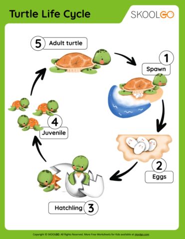 Life Cycle Of Sea Turtle, Turtle Lesson Plans Preschool, Turtle Life Cycle Craft, Turtle Games For Kids, Turtle Life Cycle Preschool, Life Cycle Projects For Kids, Turtle Activities For Kids, Turtle Activities For Preschool, Turtle Worksheet