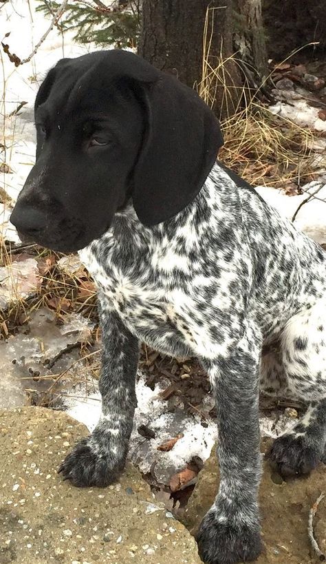 30 of the best Lab Mix - Labrador Mix| Labrottie.com Gsp Puppies, German Shorthaired Pointer Dog, Labrador Mix, Pointer Puppies, Bird Dogs, German Shorthaired Pointer, Hunting Dogs, German Shepherd Dogs, Dog Breed