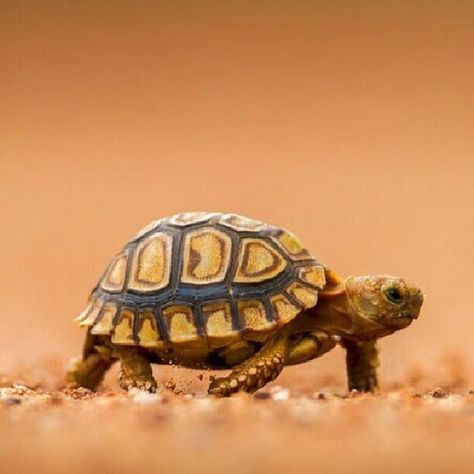 Slowly I turn, inch by inch Russian Tortoise Diet, Kawaii Turtle, Leopard Tortoise, Cute Tortoise, Russian Tortoise, Tortoise Care, Baby Tortoise, Desert Tortoise, Sulcata Tortoise