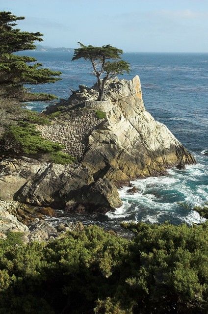 Lone Cypress Tree | The Lone Cypress Tree - a famous landmar… | Flickr Lone Cypress, 17 Mile Drive, Watercolor Postcard, Cypress Trees, Famous Landmarks, Amazing Destinations, Monterey, Trees, Drive