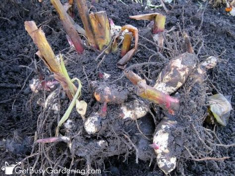 Dig Up Canna Lillies In The Fall Canna Lily Landscaping, Funky Garden Ideas, Gardening In Winter, Canna Lillies, Pathways Garden, Winter Flowers Garden, Calla Lily Bulbs, Start A Garden For Beginners, Canna Bulbs