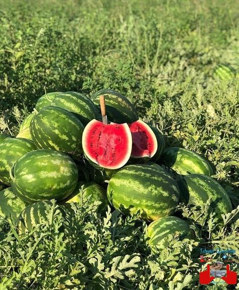 Watermelon Field, Watermelon Farm, Watermelon Vodka Drinks, Watermelon Garden, Vegetables Pictures, Watermelon Farming, Salad Watermelon, Watermelon Juice Recipe, Watermelon Sangria