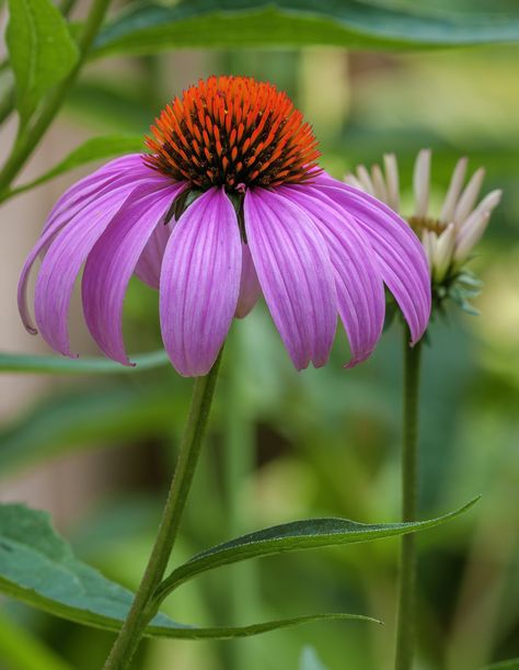 Eastern Purple Coneflower, Purple Coneflower Painting, Purple Coneflower Tattoo, Coneflower Photography, Echinacea Drawing, Plant Reference Photos, Coneflower Drawing, Coneflower Tattoo, Coneflower Painting