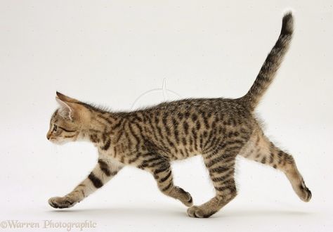 Cats walk and trot as their default gaits. Cat Walking Reference, Cats Walking Together, Cats Running Drawing, Cat Jumping Side View, Running Cat Illustration, Cats Walking, Cat Jumping, Benefit Of The Doubt, Cat Standing