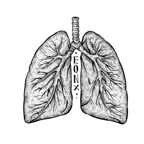 Lungs illustration Lungs Illustration, Lungs Drawing, Cycling Artwork, Lungs Art, Moon And Stars Wallpaper, Body Part Drawing, Water Tattoo, Indie Drawings, Anatomy Sketches