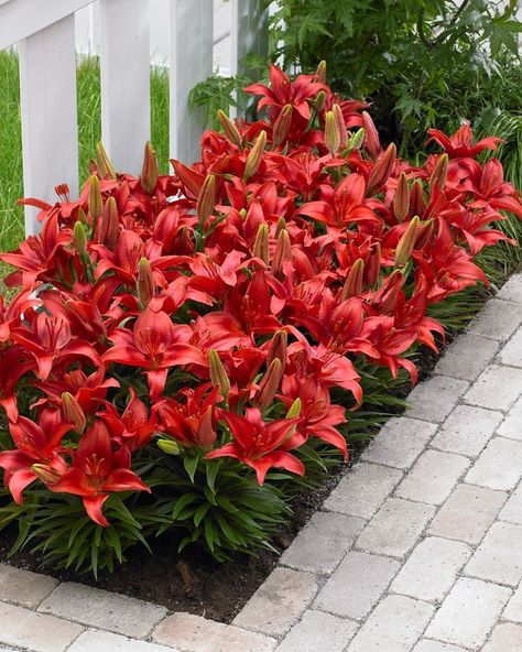 Lilly Landscape Ideas, Lilly Garden, Garden Planning Layout, Rain Lily, Gardens Of Babylon, Front Garden Landscape, Lily Garden, Potted Plants Outdoor, Front Yard Garden Design