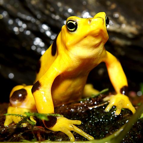 Baltimore Aquarium, Golden Frog, Dodo Bird, Happy Earth Day, Painting Subjects, San Diego Zoo, Happy Earth, Frog And Toad, Panama City Panama