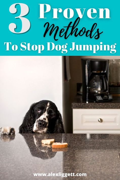 Stop dog jumping | Stop dog jumping on people | stop dog jumping fence | Stop puppy jumping | stop Puppy jumping up | Stop puppy jumping on people | how to stop dog jumping up Dog Jumping Fence, Puppy Jumping, Dog Boutique Ideas, Stop Dog Jumping, Dog Tricks Easy, Puppy Training Schedule, Dog Jumping, Jumping Dog, Dog Behavior Training