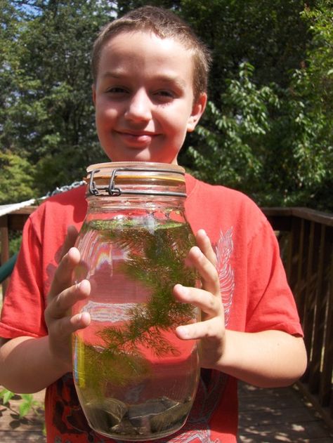 DIY Tabletop Biosphere by makezine.com #DIY #Biosphere #makezine Diy Tabletop, Plant Science, Preschool Science, Science Experiment, Macro Photos, Homeschool Science, Be The One, Science Classroom, Science Fair