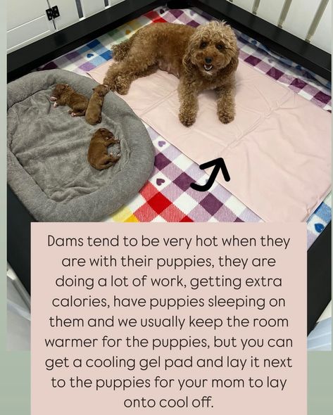 Jenny has this great tip for Breeders. Having puppies in our home means we are paying attention to every little detail. We are monitoring the temperature in the room, mom’s comfort but also keeping the whelping area very quiet and secure. Sometimes moms prefer the dark like a den. Some moms like the area covered as well making it even more den like. Here is a checklist of essentials. ✅ Quiet and secure. Moms are already on high alert after puppies. The whelping box must be away from othe... Whelping Area Ideas, Welping Box Ideas Puppies, Whelping Room Ideas, Welping Box, Having Puppies, Breeding Business, Dog Breeding Business, Whelping Puppies, Whelping Box