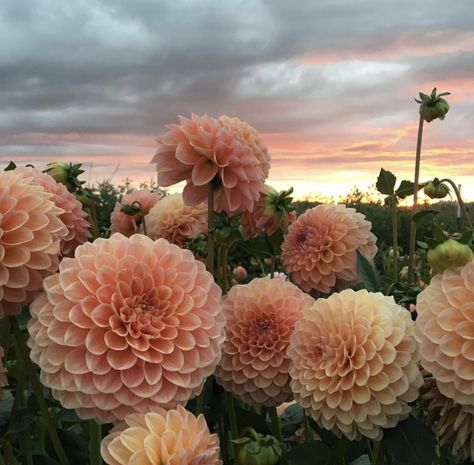 Dahlia Aesthetic, Plants Are Friends, No Rain, Pretty Plants, Nature Aesthetic, Flowers Nature, Flower Child, Plant Life, Love Flowers