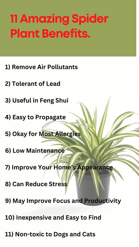 #plant #houseplant #houseplantlove #plantedaquarium #terrestrialplant #houseplantsofig Caring For Spider Plants, Fresh Air Benefits, Bonnie Spider Plant, Spider Plant Decor, Spider Plant Care Indoor, Spider Plant Benefits, House Tree Plants, Cat Safe House Plants, Safe House Plants