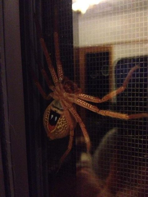 30 Things From Australia That Are The Definition Of "NOPE!" - Creepy Gallery Snake Breeds, Meanwhile In Australia, Huntsman Spider, Creepy Animals, Stick Bug, Green Tree Frog, Saltwater Crocodile, Bull Shark, Scary Animals