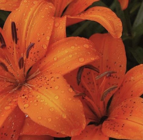 Orange Lilies, Orange Aesthetic, Orange Flowers, Orange, Flowers